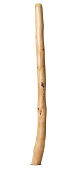 Medium Size Natural Finish Didgeridoo (TW1709)
